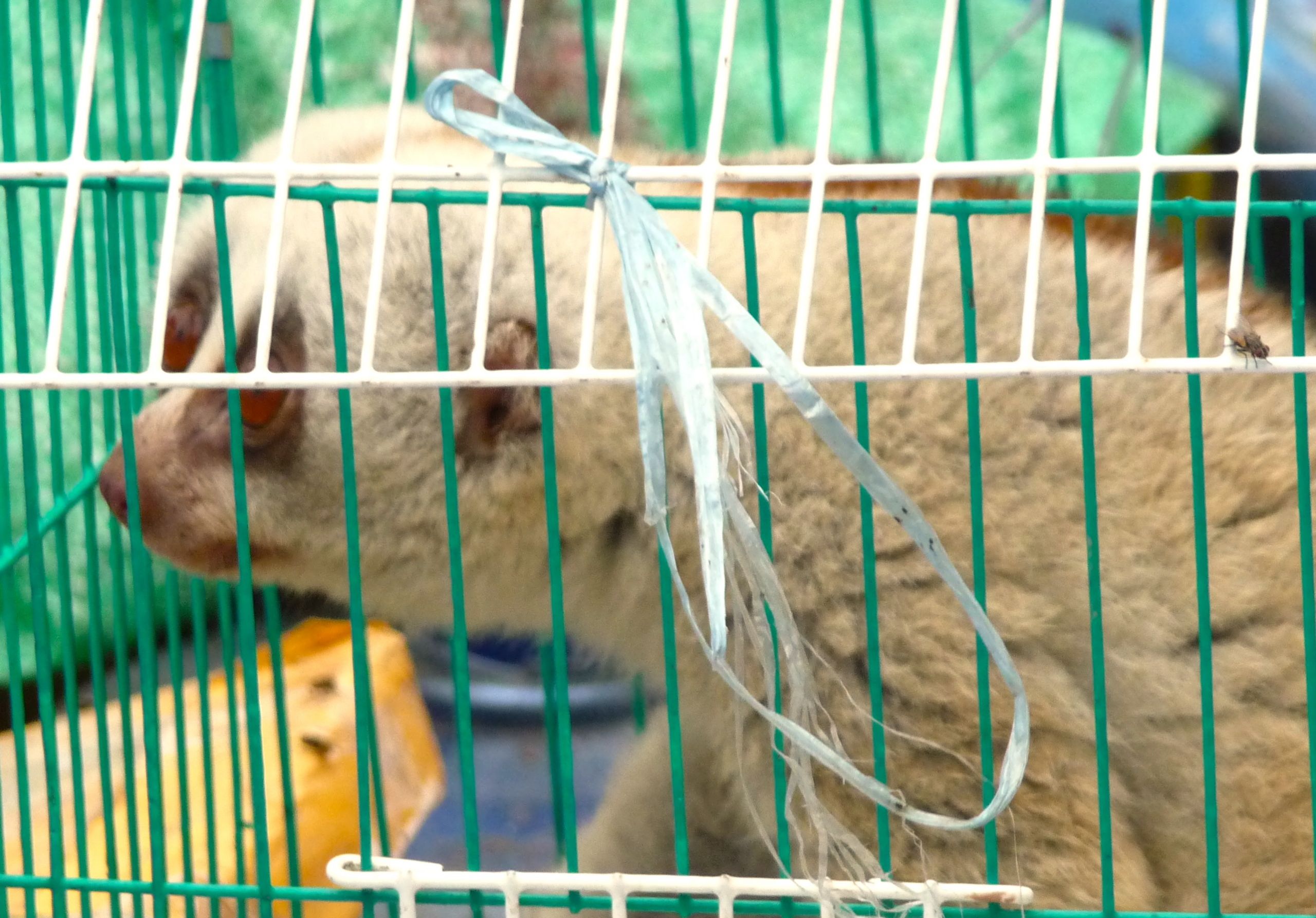 China Is Closing Its Wildlife Markets. Let’s Make It Permanent. | Blog | Nature | PBS