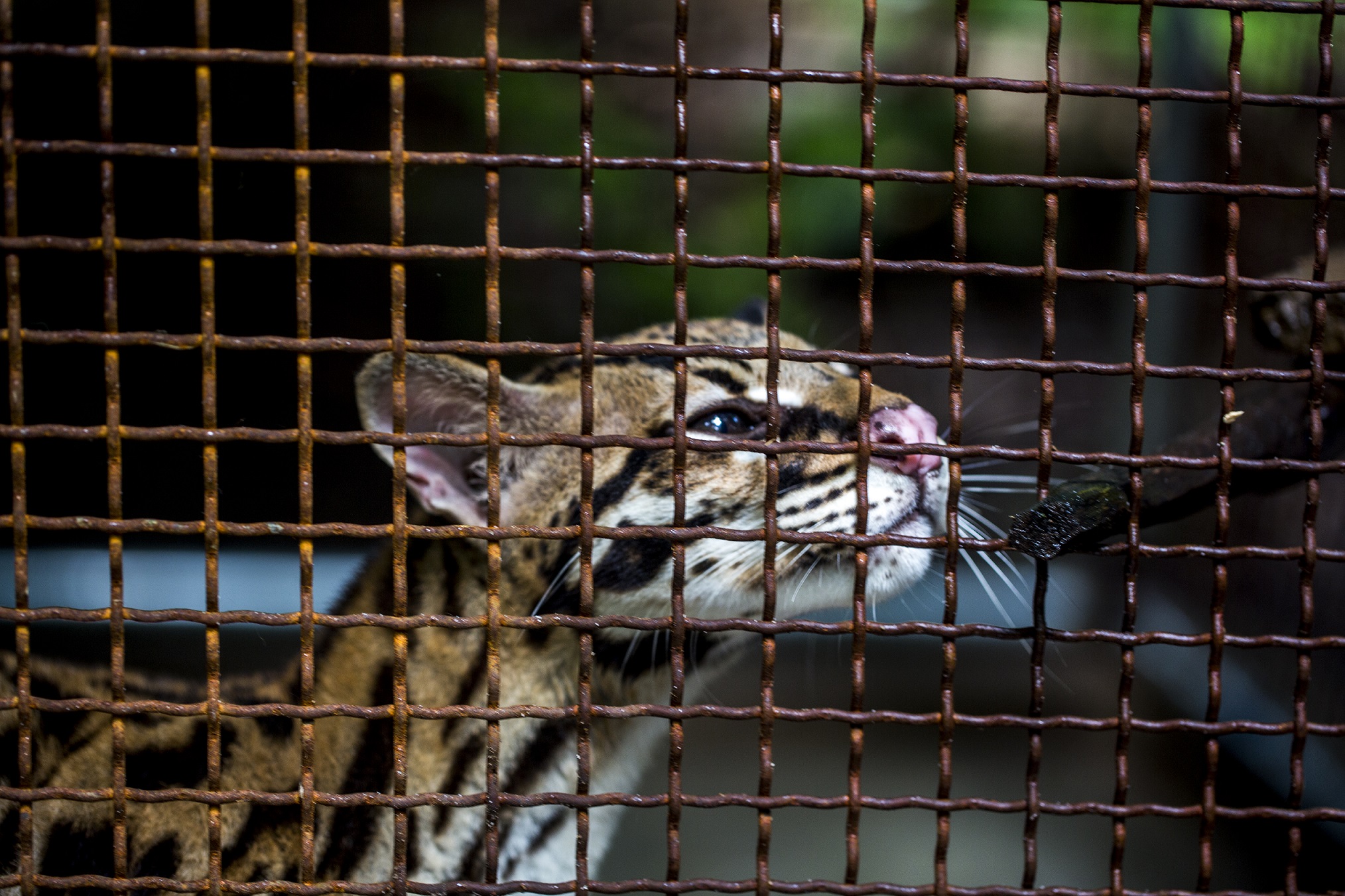 Preventing Future Pandemic: Combating Emerging Disease Threats in the Andean Amazon | Blog | Nature | PBS