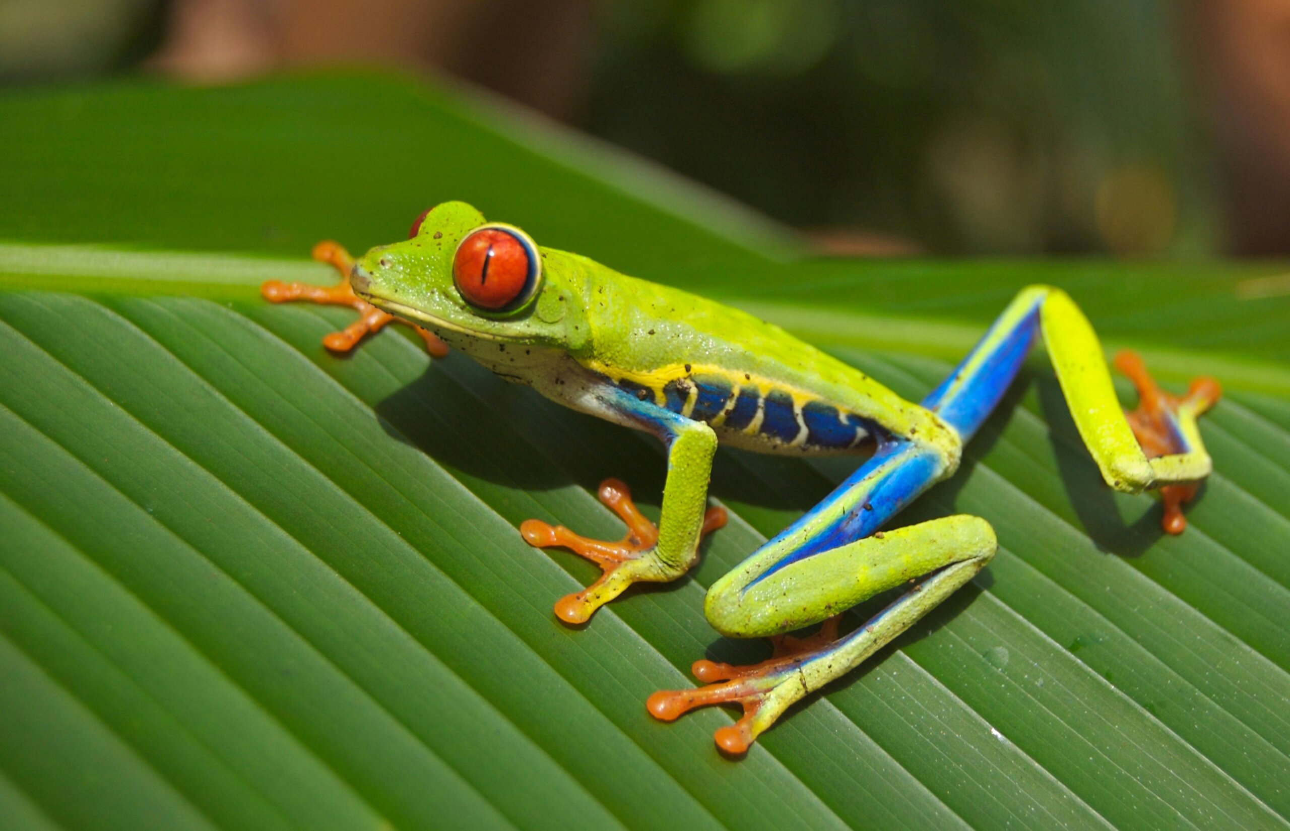 Frog Fact Sheet | Blog | Nature | PBS