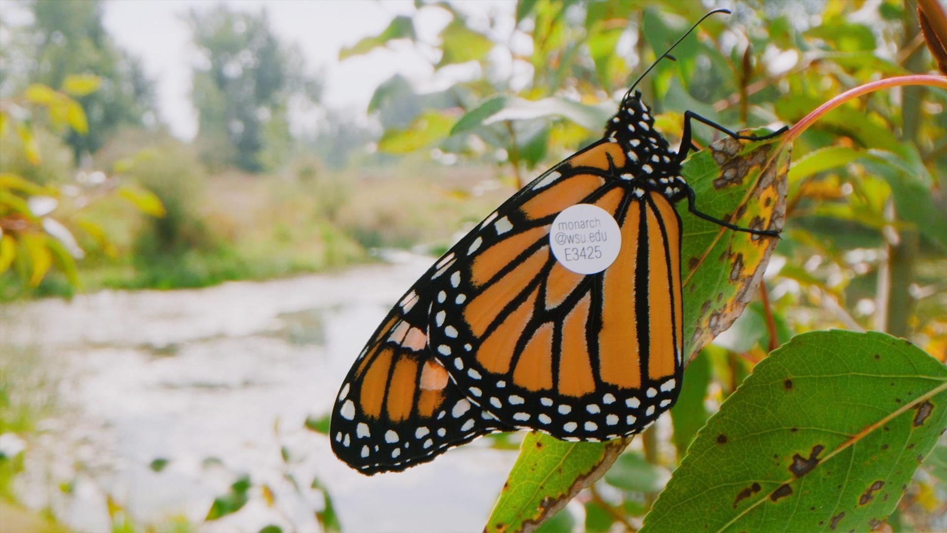 Westward Wings | A NATURE Short Film | Nature | PBS