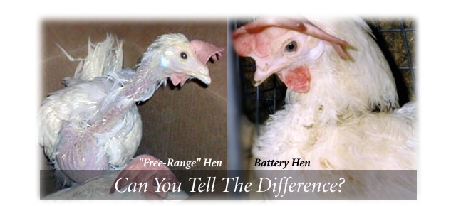 The Free-Range Myth