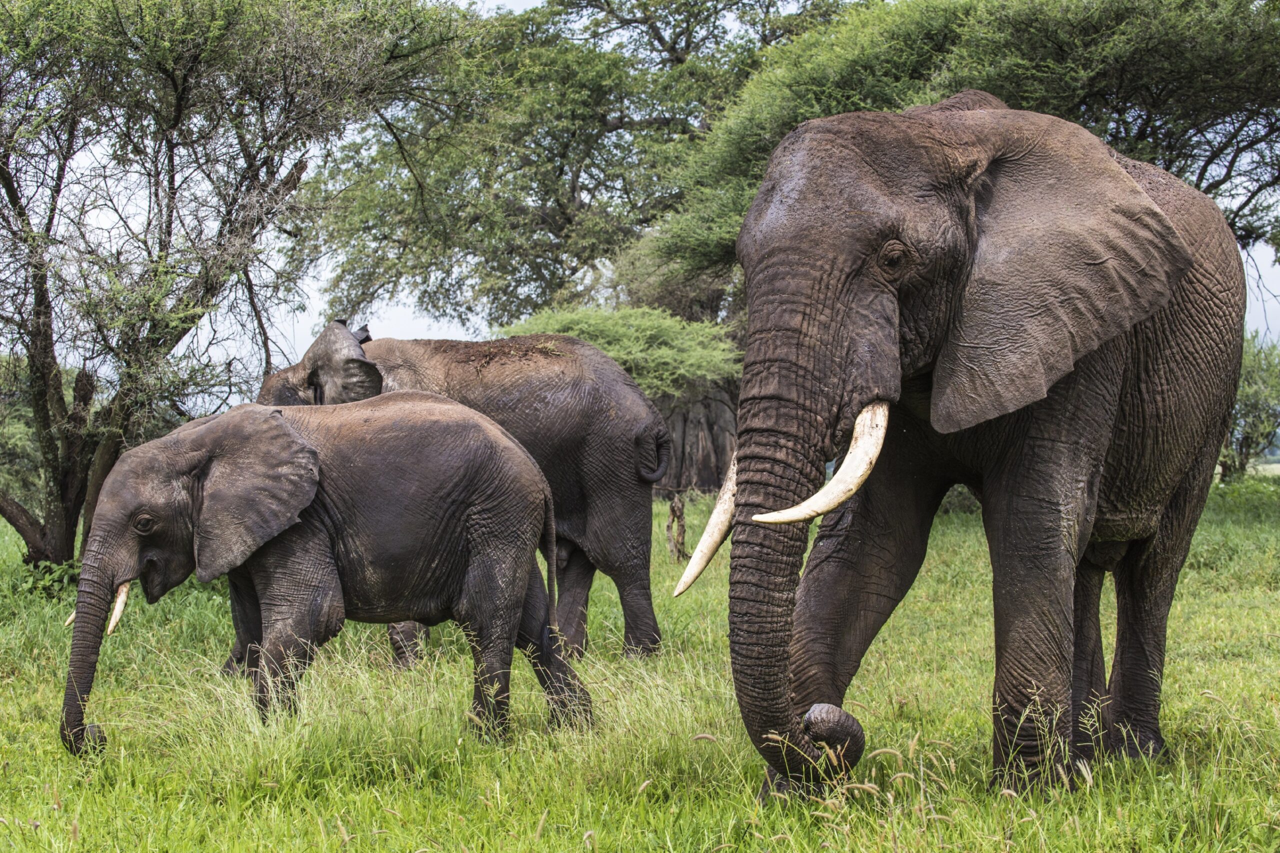 The Role of Hunting in Conserving African Wildlife | PERC