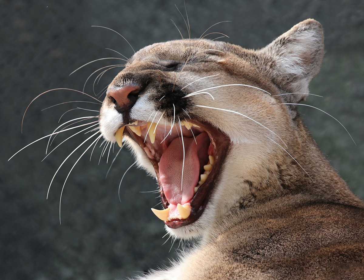 The Endangered Species Act at 50 | PERC