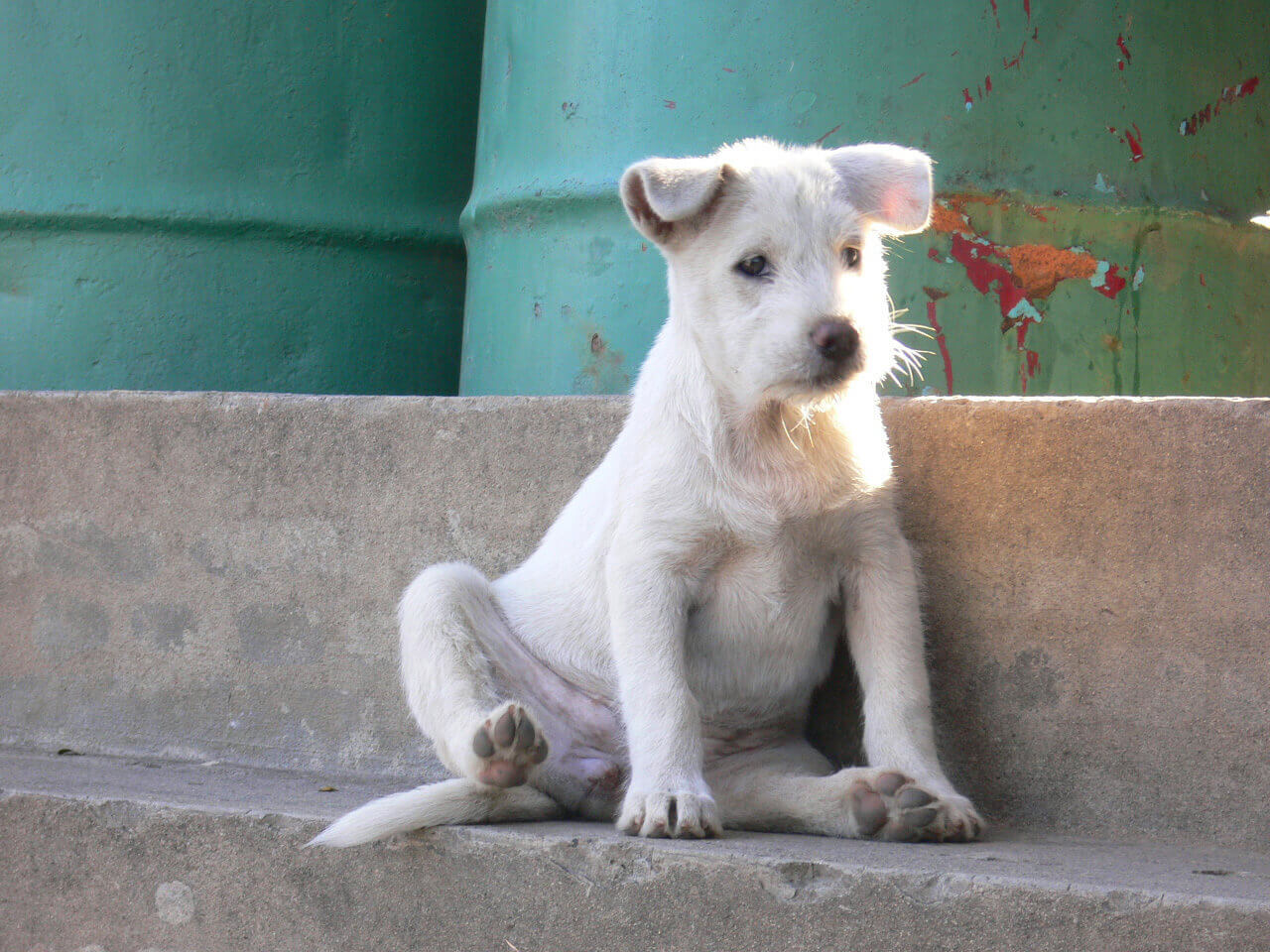 The Biggest Threat to Homeless Animals Today: The Betrayal of 'No-Kill' Sheltering | PETA