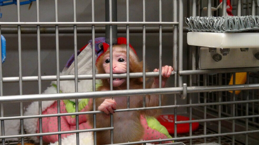 Congress Puts Cruel Monkey Experiments Under the Microscope | PETA