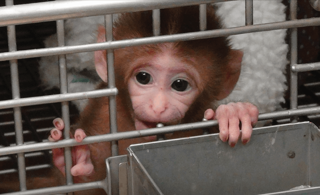 Experts: Tormenting Baby Monkeys Is Bad Science | PETA