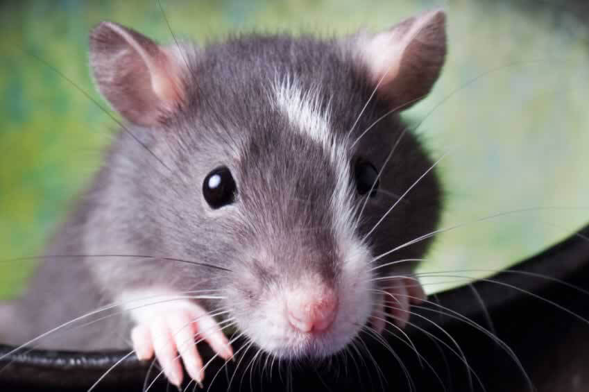 It's Aliiiiiiiive! Watch Cancer Grow in an Unlikely Place | PETA