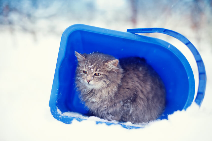 (Graphic) The Odds Are Deadly for Cats Released Into the Great Outdoors | PETA