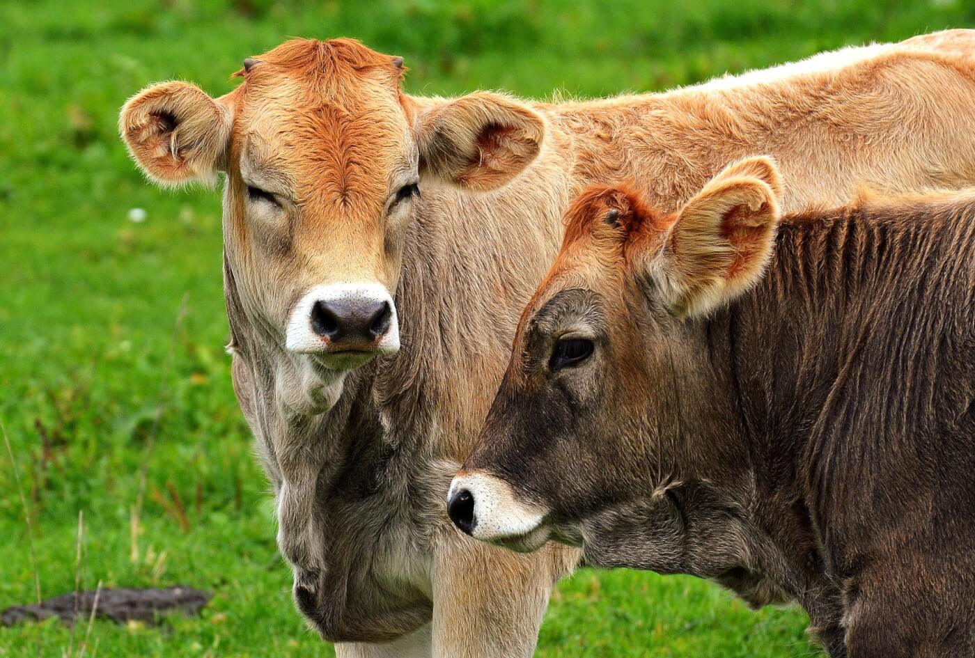 Meat and Dairy Will Pollute More Than Fossil Fuels | PETA