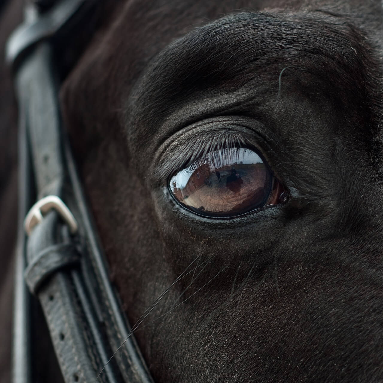6 Injured in Fireworks-Triggered Stampede at Rodeo Event | PETA