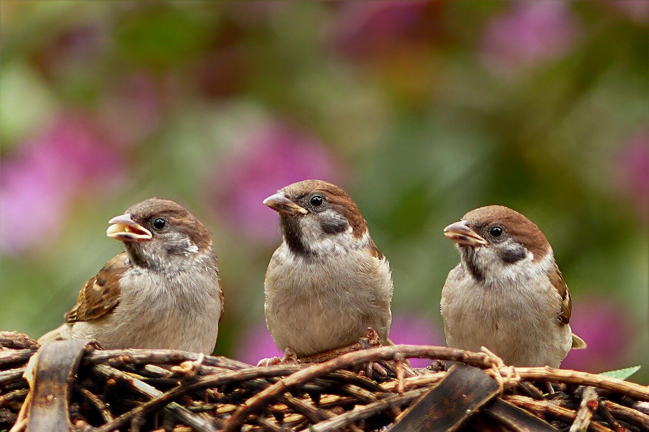 LSU Bird Experimenter Calls This Violence ‘Science’ | PETA