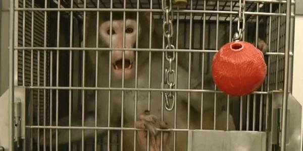 You Can’t Rebrand Cruelty: UW Primate Center’s Futile Name Change Proposal | PETA