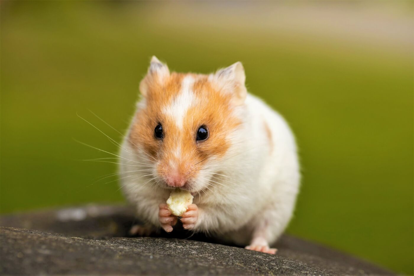 Lian Hwa Foods Corp. Bans Animal Tests | PETA Victory