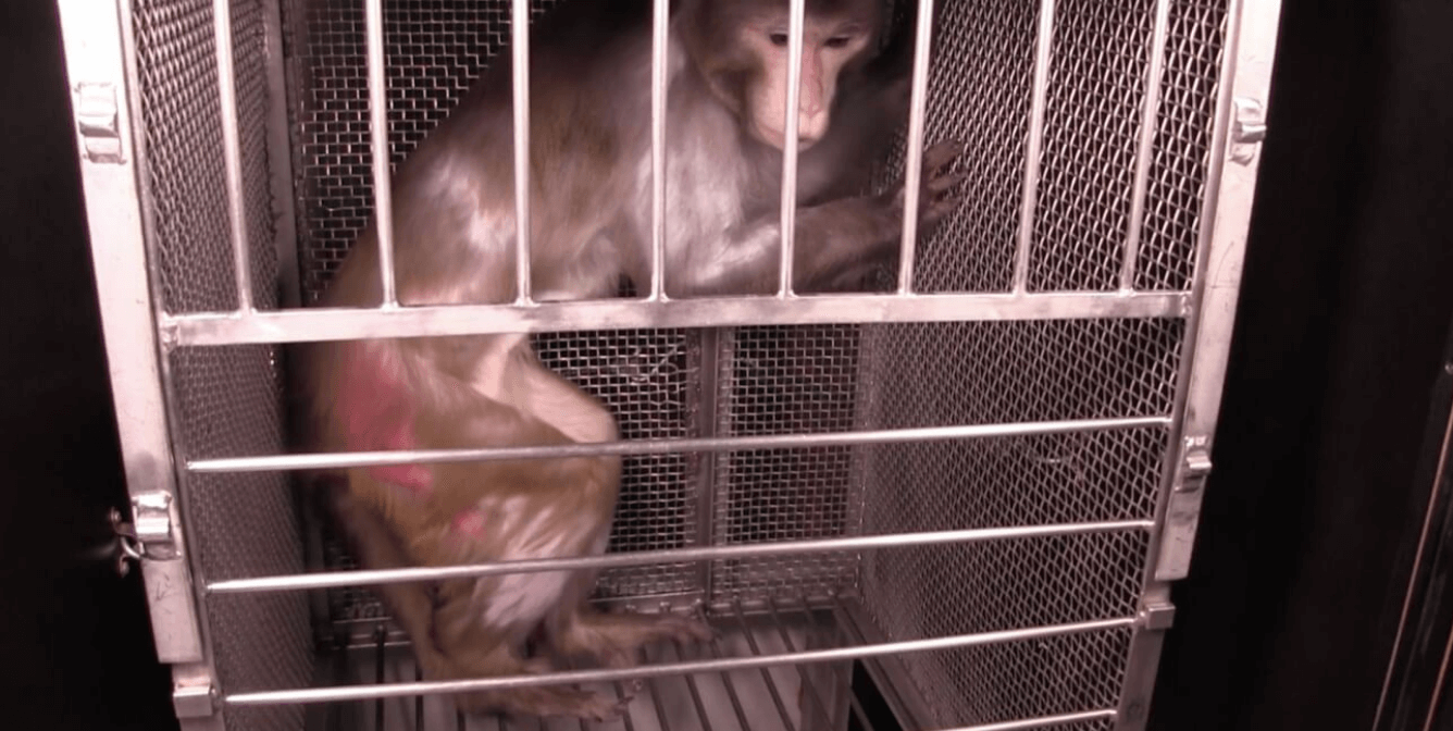Meet Guinness, a Monkey Used in Experiments at NIH | PETA