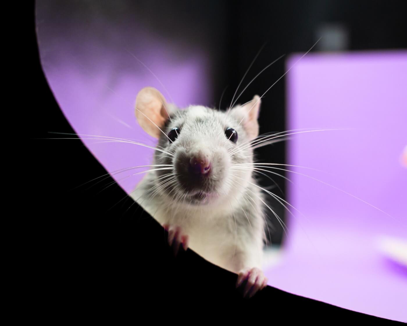 Campaign Updates: Monash University’s Deadly Rat Experiments | PETA