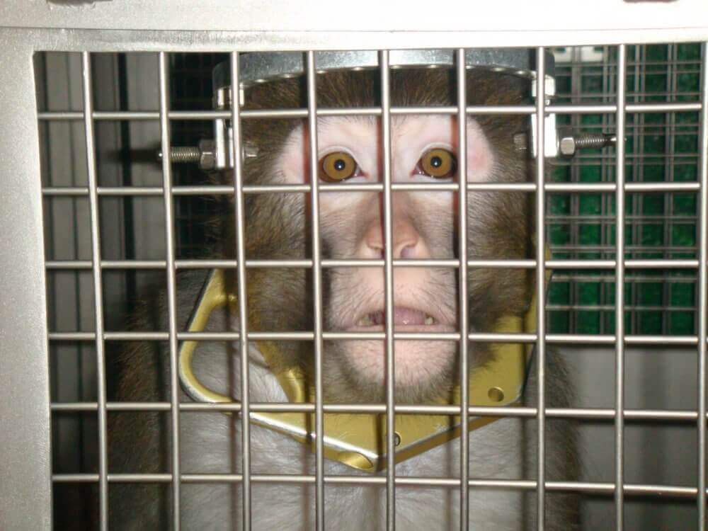 Here’s Everything Animal Experimenters Don’t Want You to Know About Craniotomies | PETA