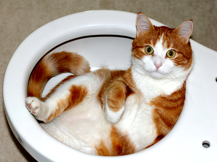 Why Do Cats Hate Water? (And How to Convince Them to Take a Bath)