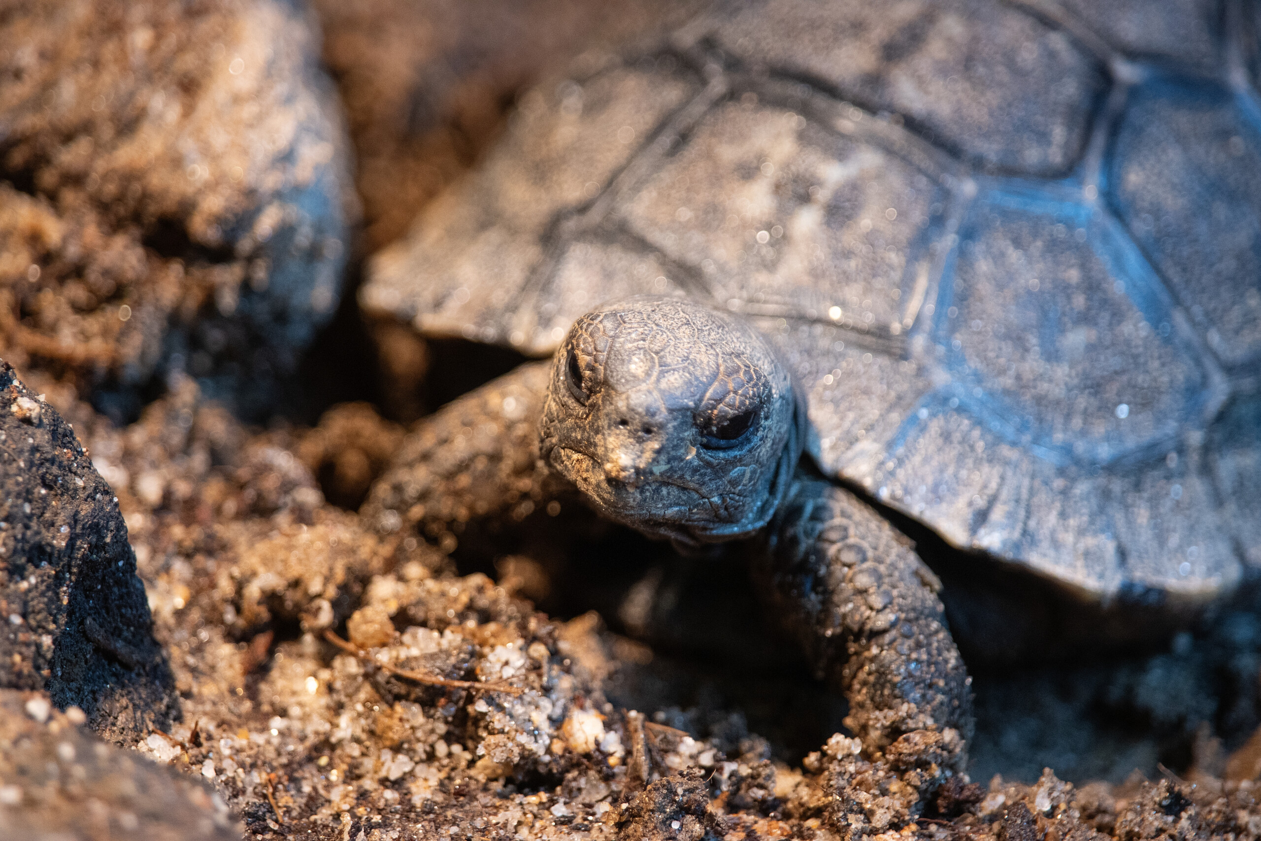 Four Critically Endangered Galapagos Tortoises Hatch at Philadelphia Zoo, First Successful Hatching of this Species in Zoo’s History – Philadelphia Zoo