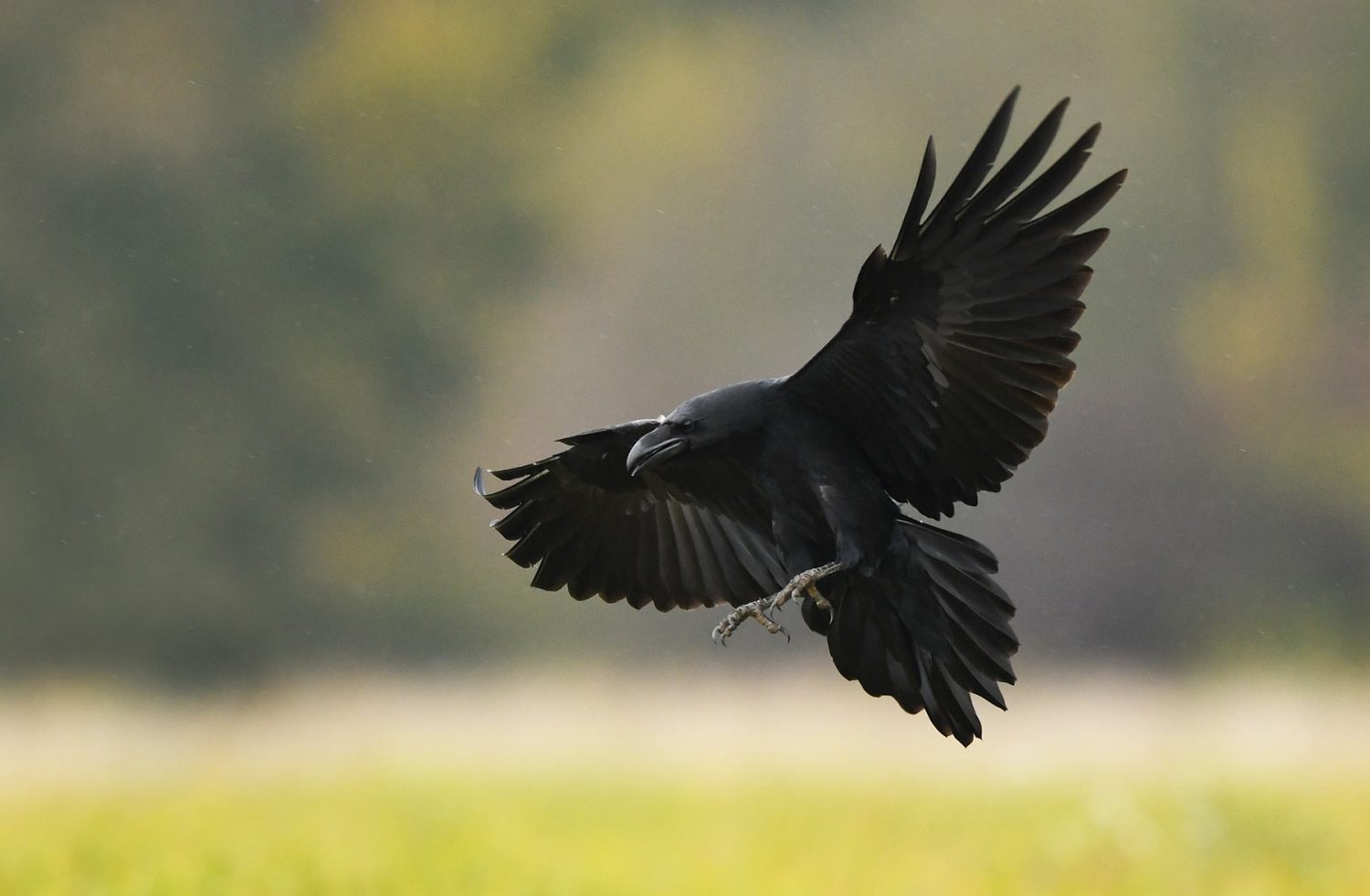 Comprendre la conscience des animaux - Pieuvre