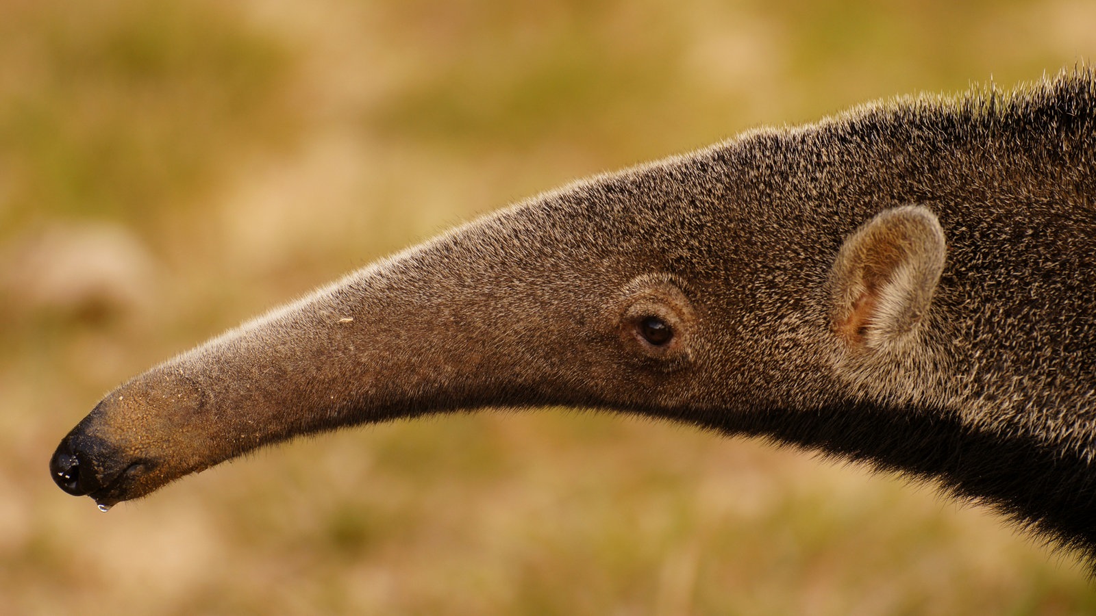 Wildtiere: Ameisenbär - Ameisenbär - Wildtiere - Natur - Planet Wissen