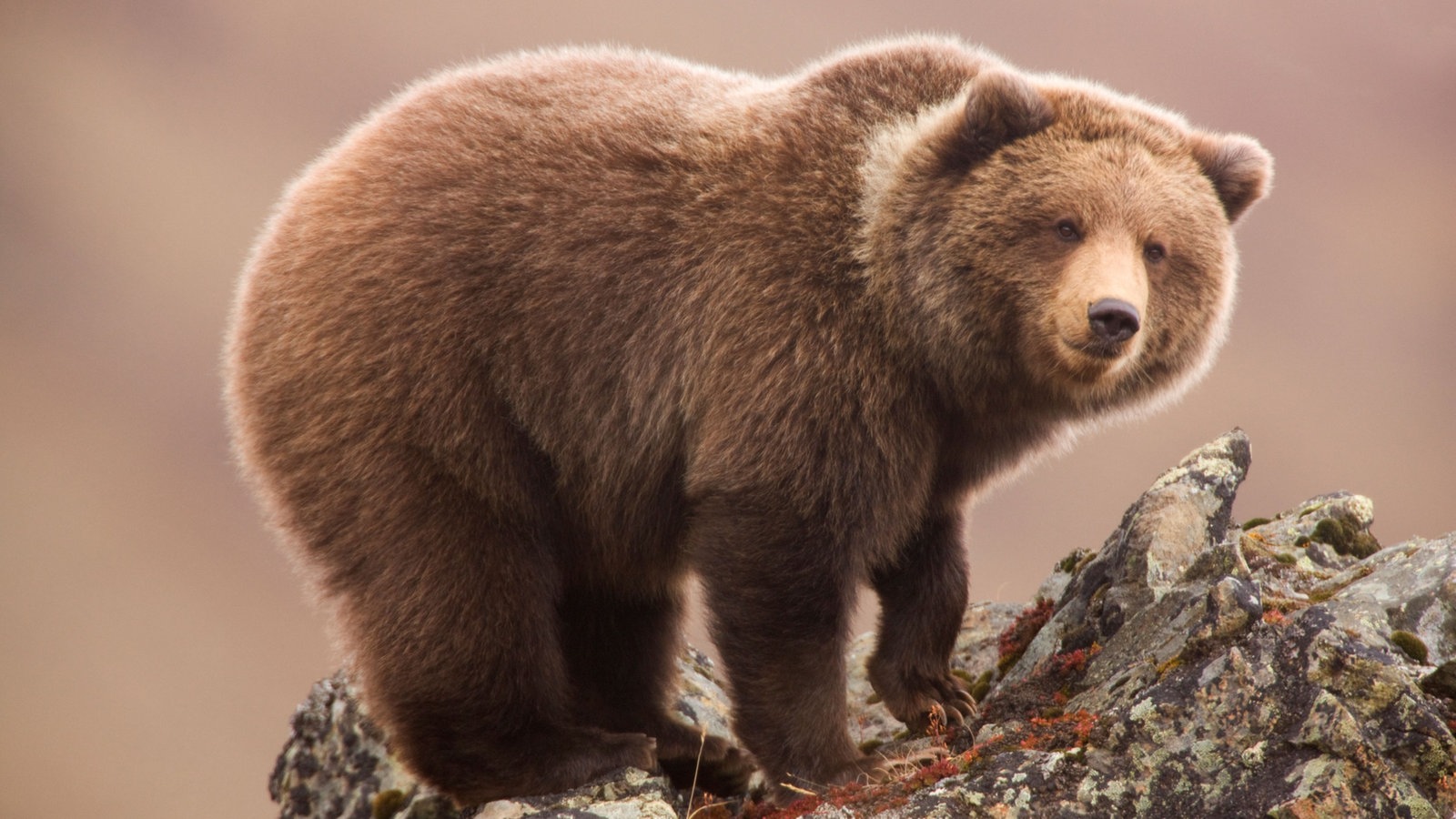 Wildtiere: Bären - Wildtiere - Natur - Planet Wissen