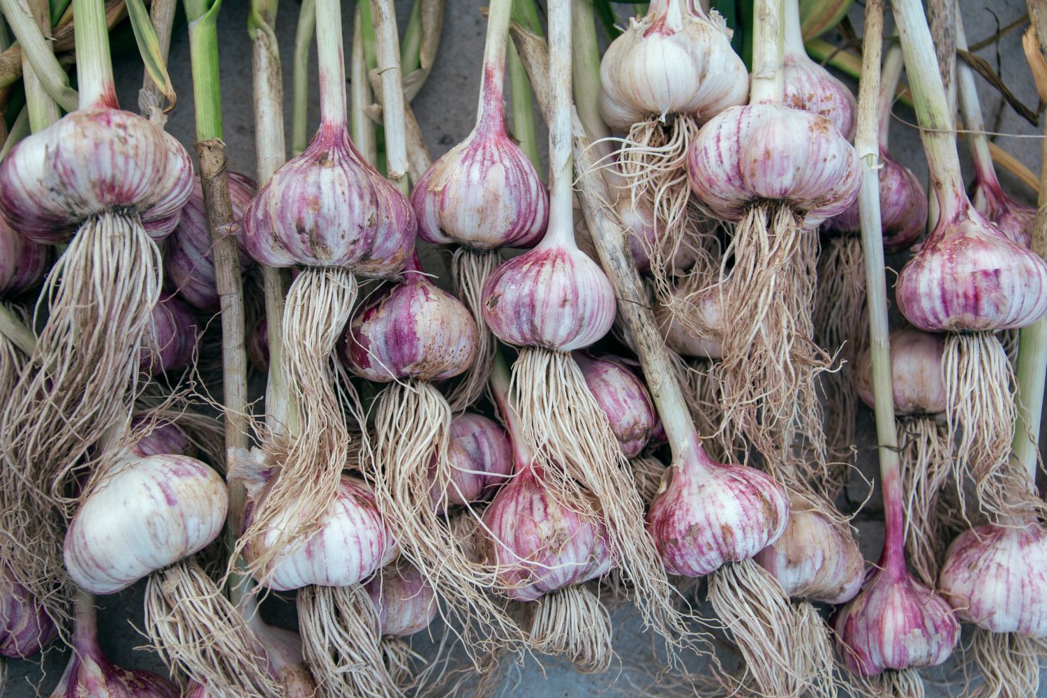 Knoblauch im Topf pflanzen & pflegen - Plantura