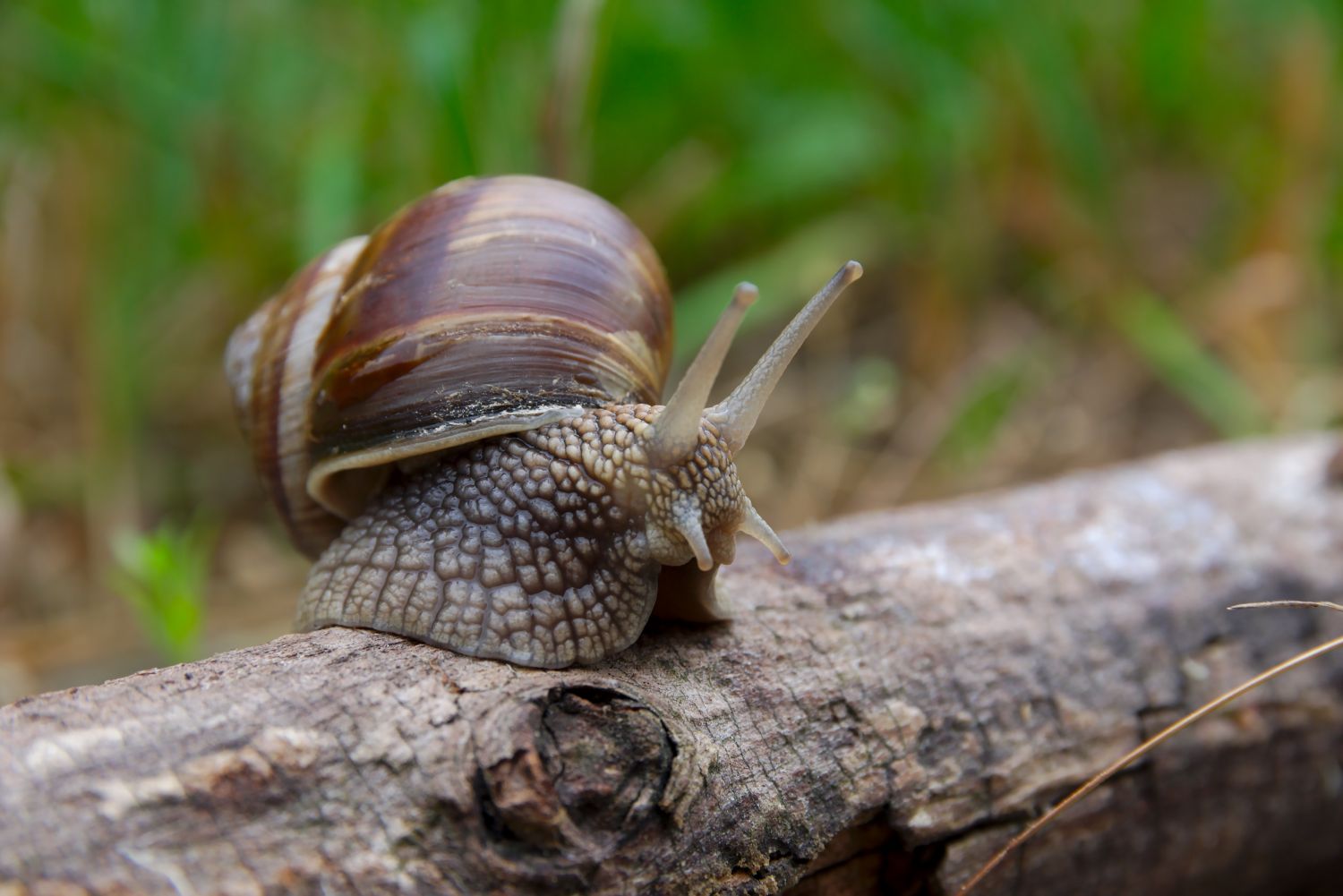Schnecken im Garten: Fressfeinde, Lebensweise & Co - Plantura