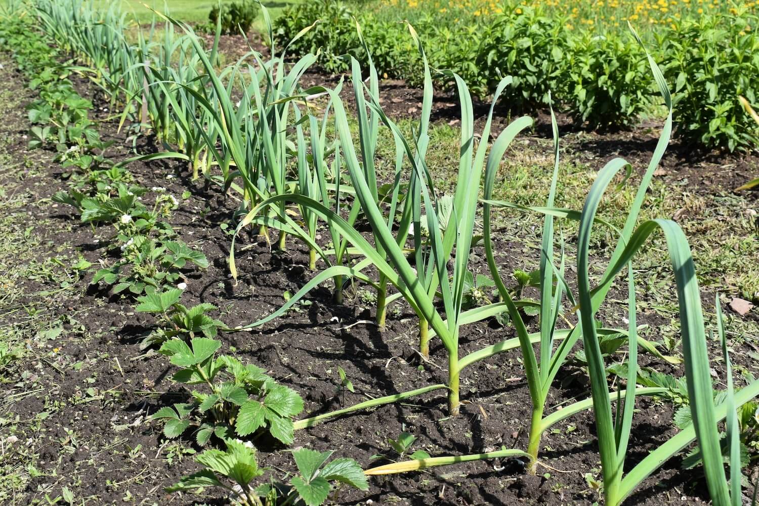 Knoblauch: Gute & schlechte Nachbarn - Plantura
