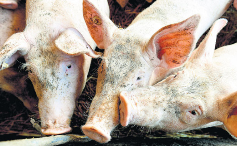 Cena prasića dostigla rekord – kilogram košta 580 dinara