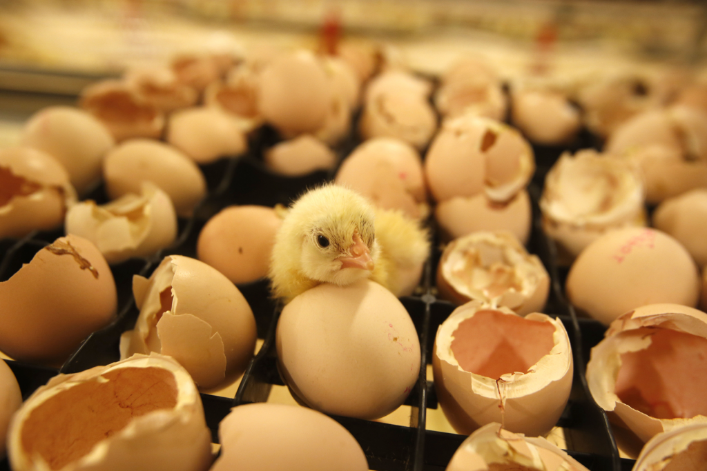 Study: Hatchery vaccine 80-100% effective against H5N1 - Poultry World