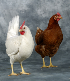 Novogen makes good progress - Poultry World