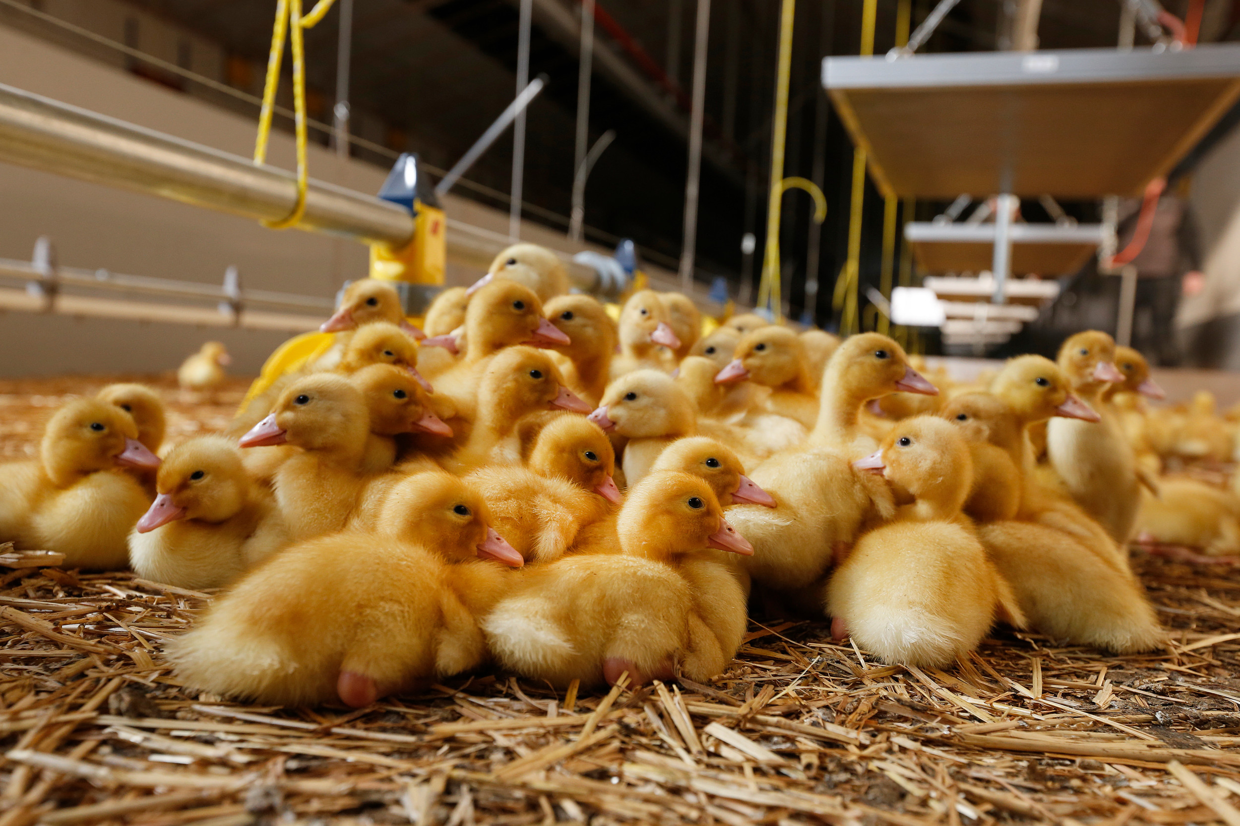 One year of avian influenza vaccination in France - Poultry World