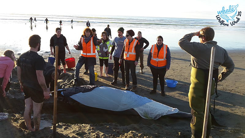 Whale Welfare: How We Make Critical Decisions When Whales Strand - Project Jonah