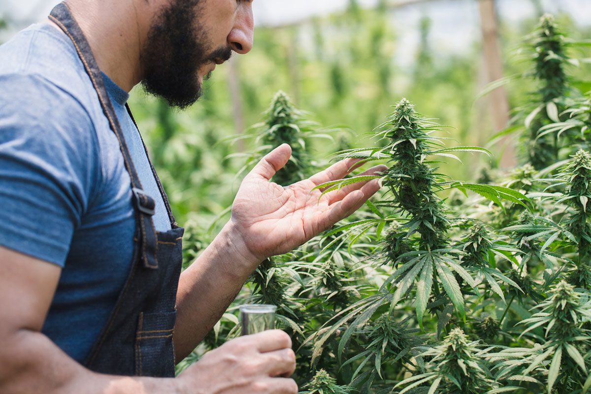 Cannabis Withdrawal Psychosis: A Rare Phenomenon or Part of the Spectrum? Reply to Gorelick