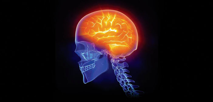 The human brain is special. Just not that special