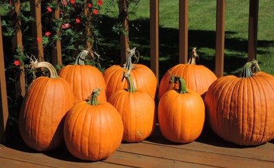 Growing Pumpkin Plants. How To Grow Pumpkin Plants.