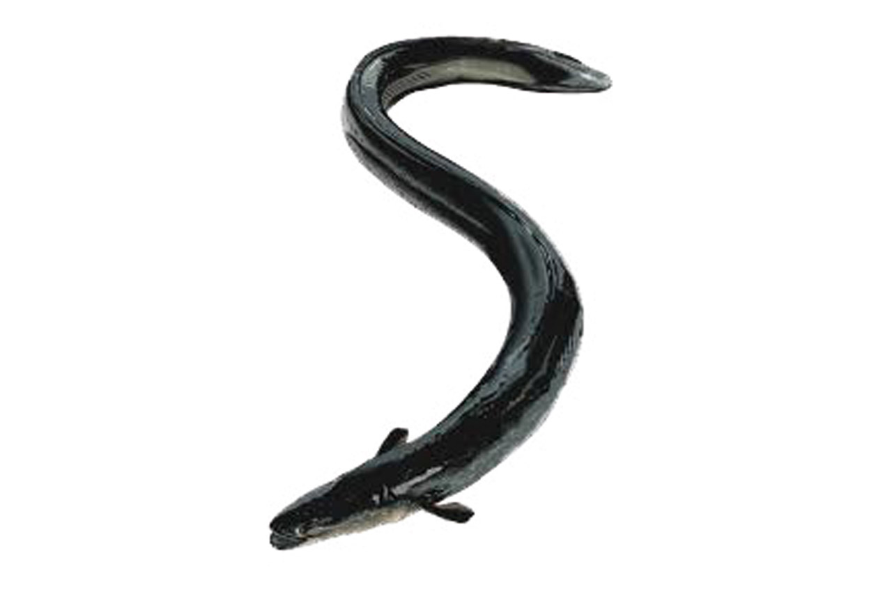 Lough Neagh Eel IGP :: Qualigeo