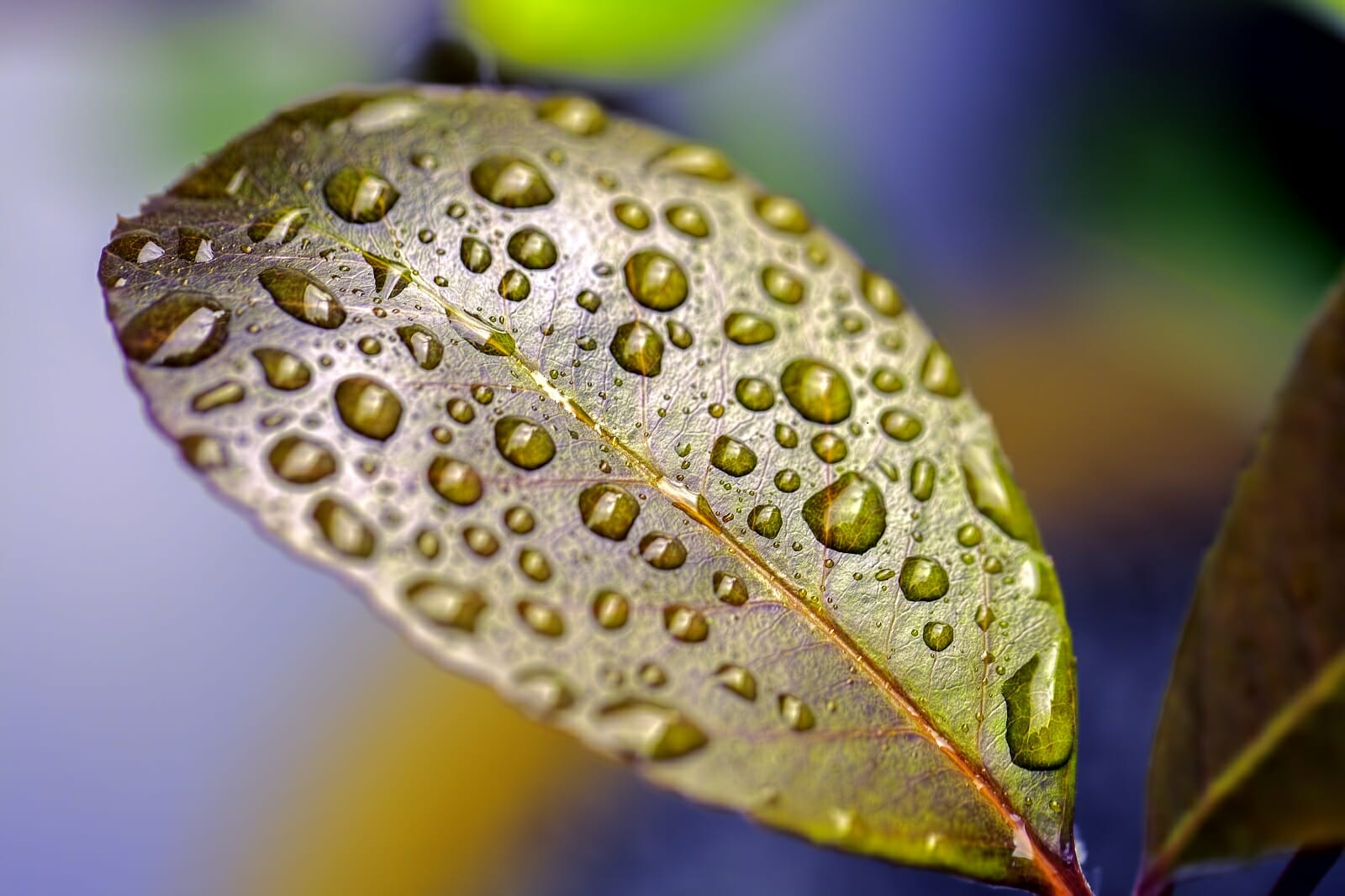 Vapor Pressure Deficit and Indoor Growing Part 1: What is VPD? - Quest Climate % Vapor Pressure Deficit and Indoor Growing Part 1: What is VPD?