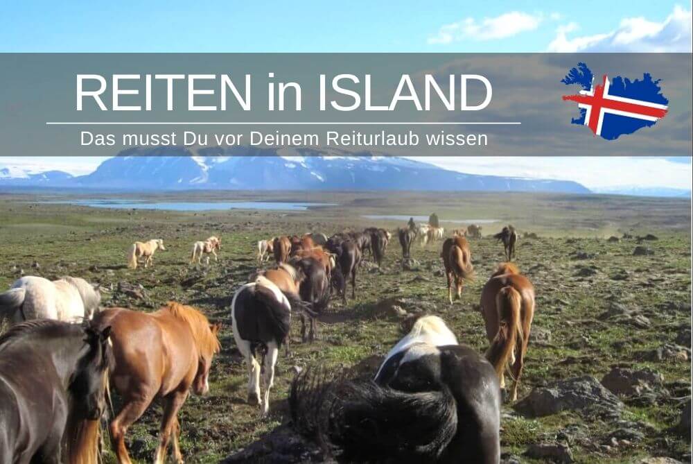 Reiten in Island » Das musst Du 2023 vor deiner Reise wissen