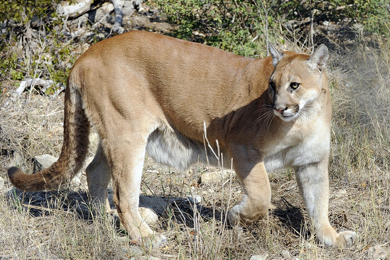 Estimating Texas Mountain Lion Population Is Like Herding Cats — Literally - Reporting Texas ★ Reporting Texas