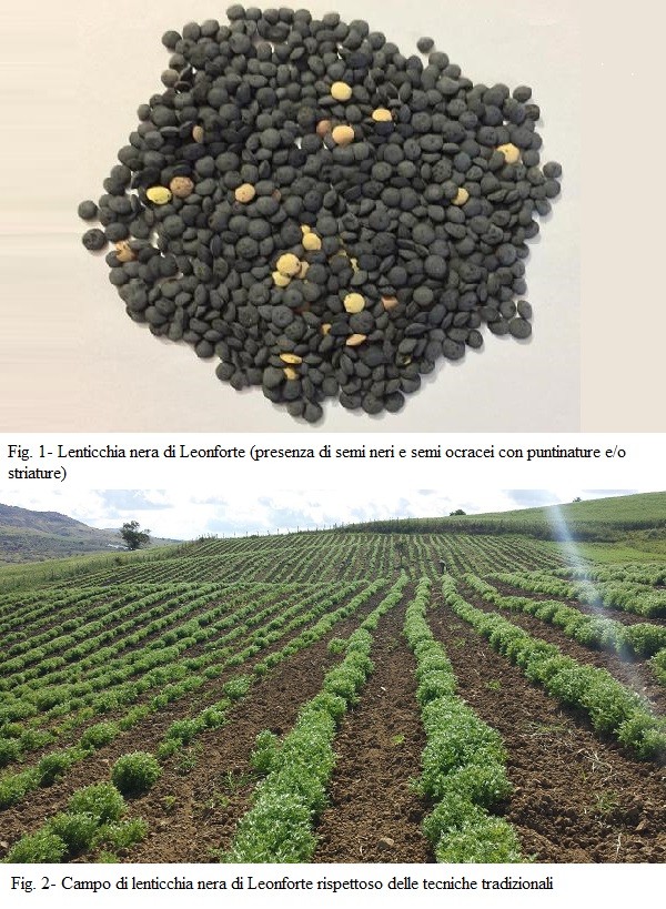 La lenticchia nera di Leonforte - Rivista di Agraria.org
