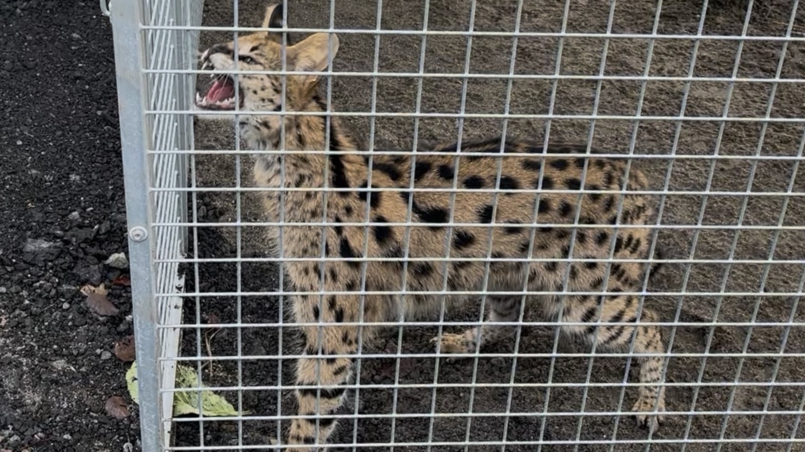 Servals, macaques and geckos - Ireland's exotic rescues