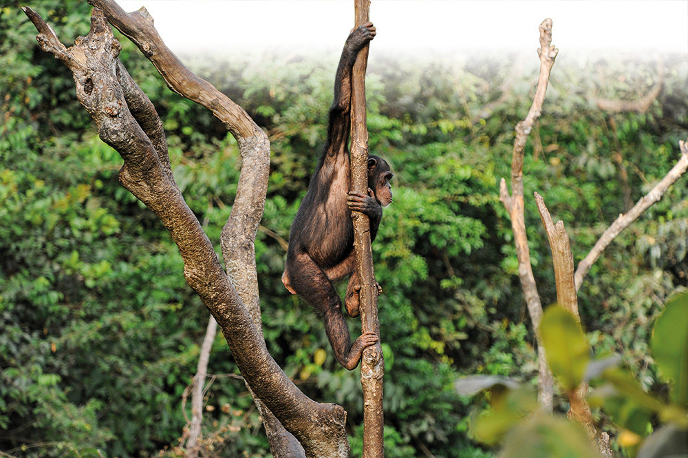 One Health and wildlife trade(-offs) – preventing future pandemics