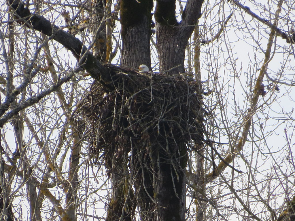 COLUMN: Salem’s riverfront eagles take to the nest - Salem Reporter