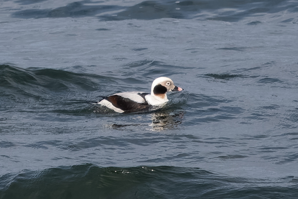 COLUMN: Meet the long-tailed duck, an obscure winter visitor to Oregon - Salem Reporter