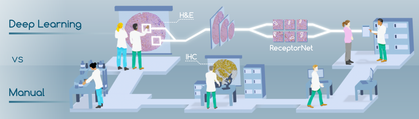 ReceptorNet:Breast Cancer Therapy Decisions using AI