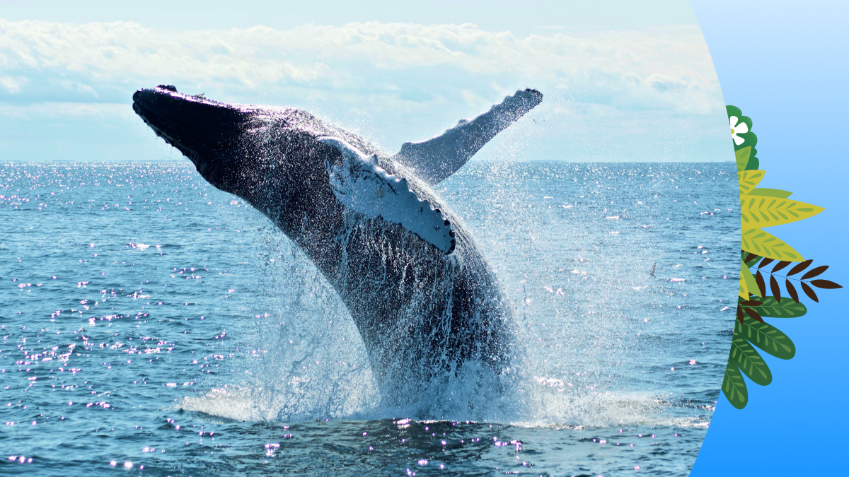 How AI Can Improve Ocean Health - Salesforce