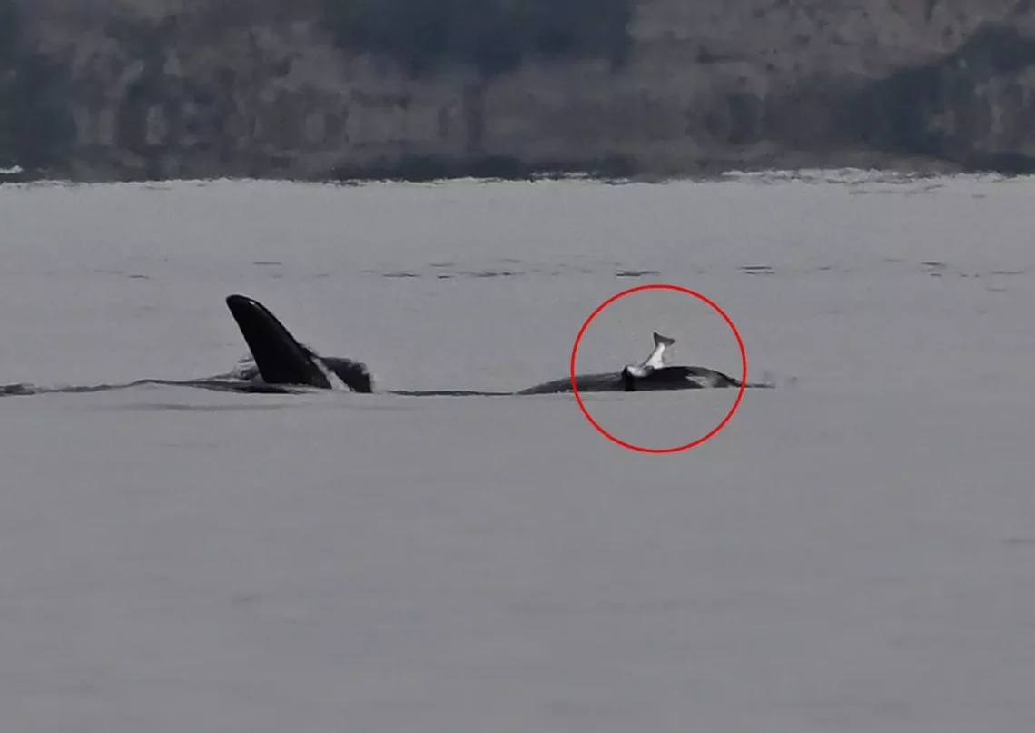 Killer whales revive 1980s ‘dead salmon hat’ trend, baffling scientists | SalmonBusiness