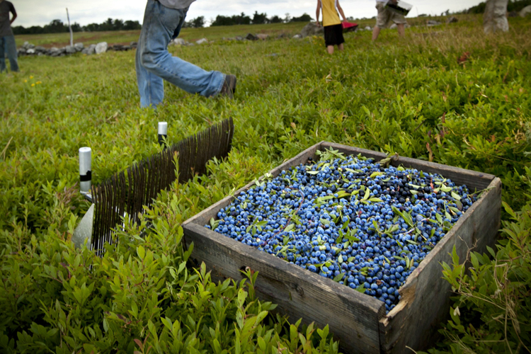 Blueberry lies: WSJ spearheads disingenuous effort to keep exploiting farm workers - Salon.com
