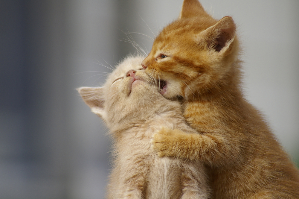 Learning to speak the language of cats: How they're actually telling humans what to do - Salon.com